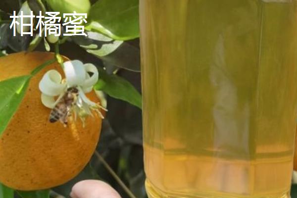 柑橘蜜和油菜蜜的区别，柑橘蜜市场上比较少