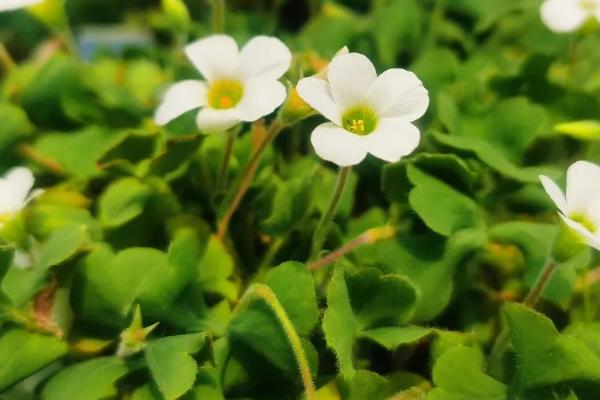 白花酢浆草简介，因花色呈白色而得名