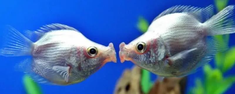 接吻鱼为什么会接吻，是备受青睐的小型观赏鱼