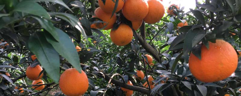 柑橘的品种介绍，各有特点和优势