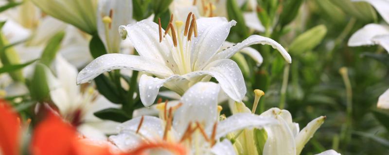 百合花的价格，遇到特殊节日往往会涨价