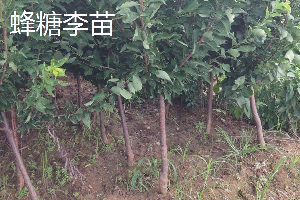 李子树苗批发价格，选择适合当地种植的品种