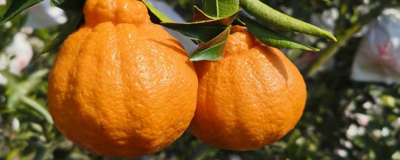 丑橘是不是耙耙柑，二者有6种区别