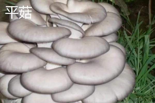 常见的食用蘑菇品种，蘑菇是一种真菌