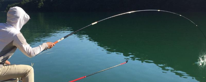 伊势尼钓鲢鳙用多大的钩，需要参考鱼的体型