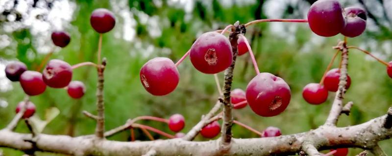 山丁子的特点，是园林绿化中重要的观赏品种