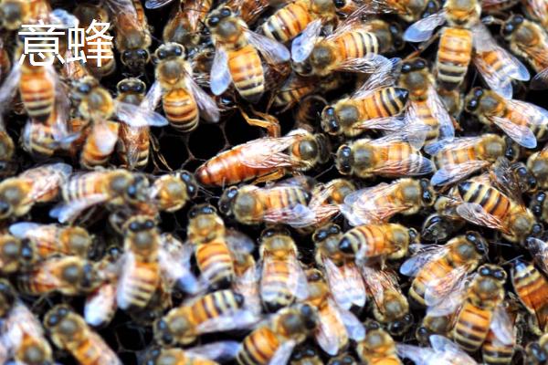 中蜂和意蜂的区别，中蜂为我国独有的当家品种