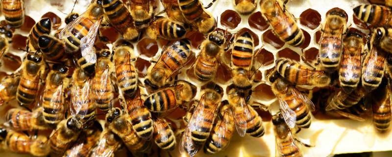蜂王物质是什么，也叫蜂王信息素