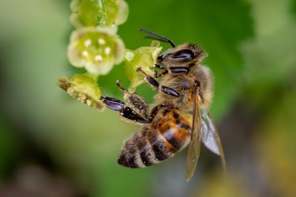 蜜蜂有哪些特点，属于典型的群居性昆虫