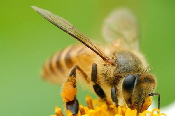 蜜蜂有哪些特点，属于典型的群居性昆虫