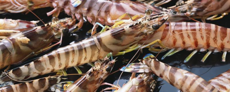 日本对虾简介，是重要的经济虾类之一