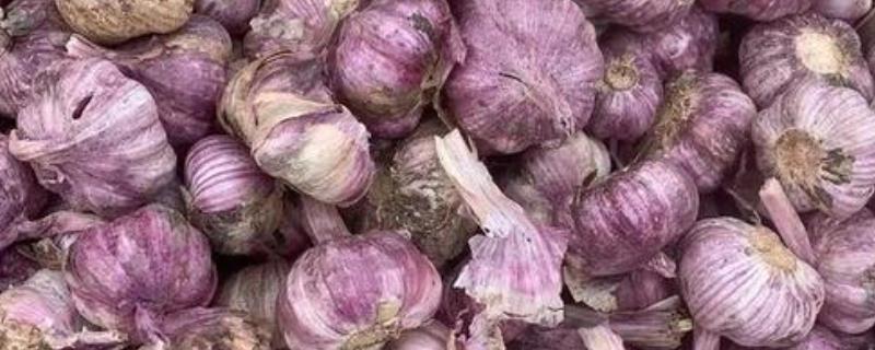 紫皮大蒜的食用方法，捣成蒜泥更为适宜