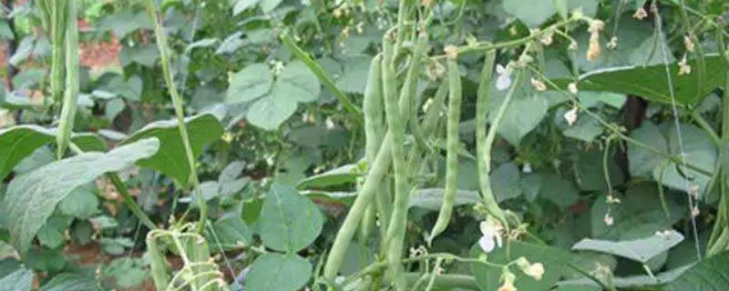 芸豆何时喷施磷酸二氢钾，结荚鼓粒时喷肥效果更佳