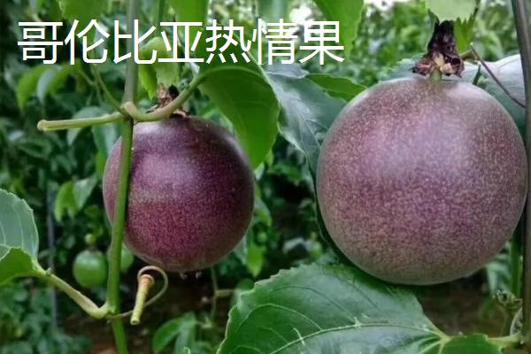 百香果品种有哪些，在国内种植比较多