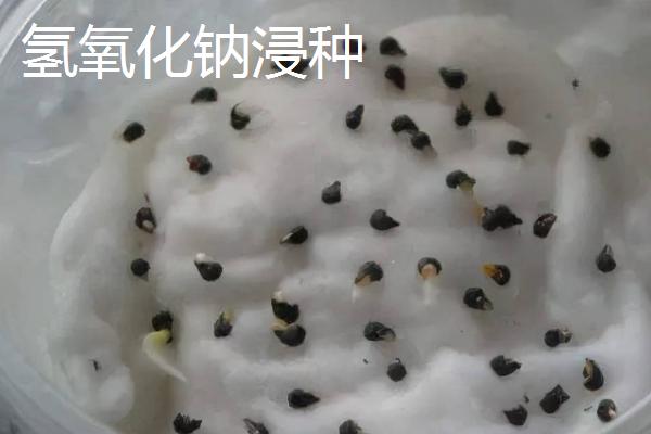 十个蔬菜药剂浸种方法，浸泡时间多为半小时