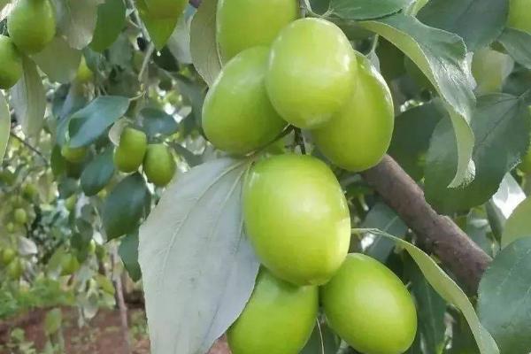 青枣高产种植方法，是一种优良的热带、亚热带珍稀水果