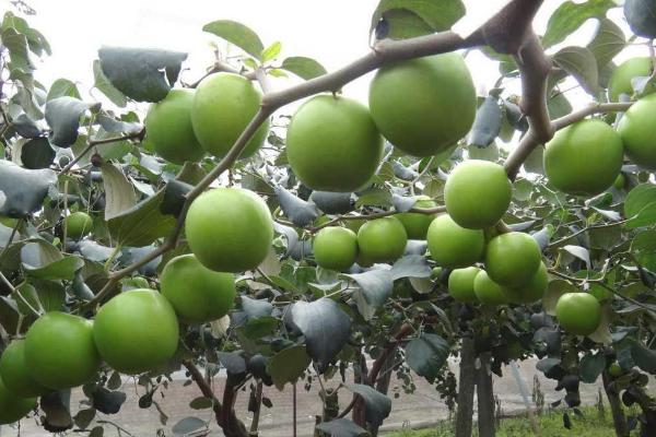 青枣高产种植方法，是一种优良的热带、亚热带珍稀水果