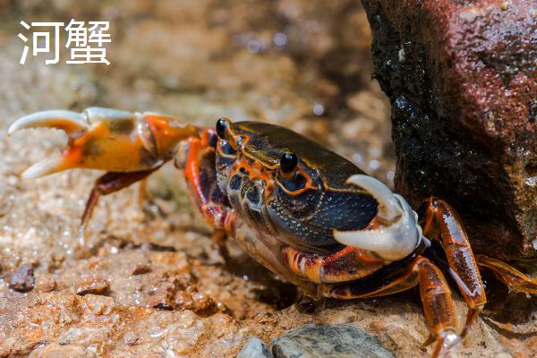 螃蟹有几条腿，大多是横着走路