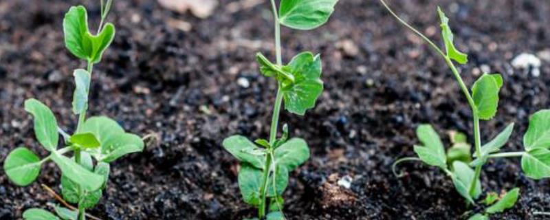豌豆的种植深度，与品种有关