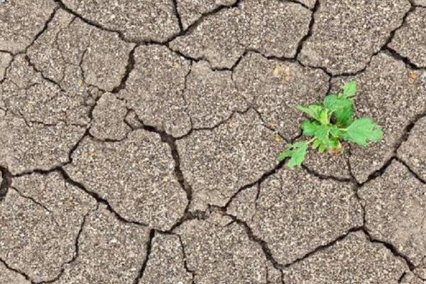 土壤板结的危害，严重板结会影响种植效益
