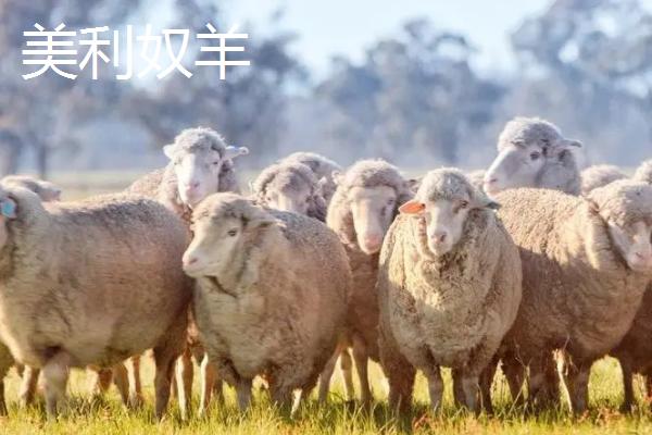 什么羊适合在北方养殖，这六种均为适宜选择