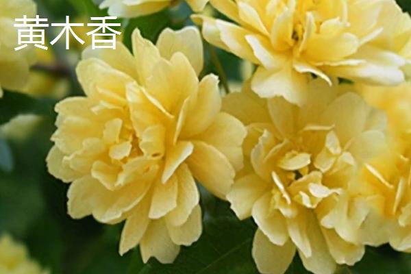 木香花苗的价格，与产地、苗龄、品种有关