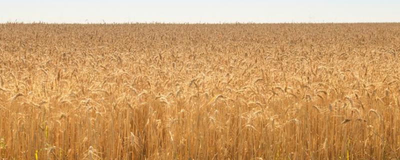 冬种小麦区域如何划分，通常根据气候划分成三个区域
