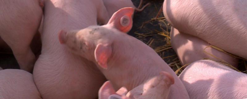 粗粮对于养猪的作用，可显著提高母猪的繁殖性能