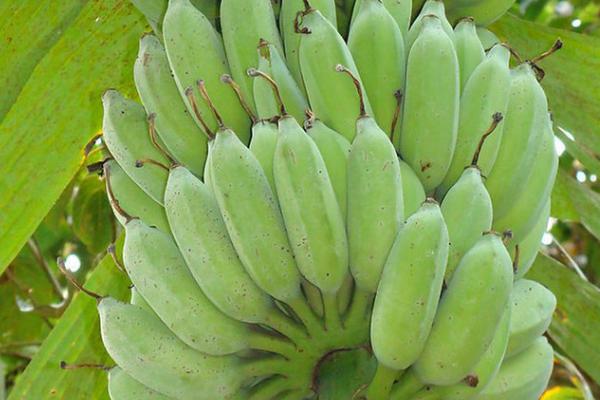 香蕉裂果的原因是什么，缺钙或偏施化肥都可导致