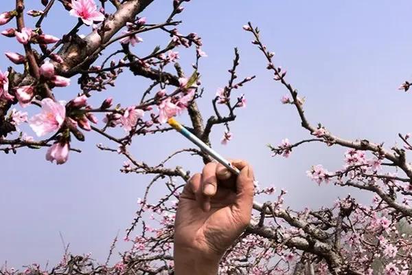 桃树怎么人工授粉，可将花粉制作成花粉液进行喷雾