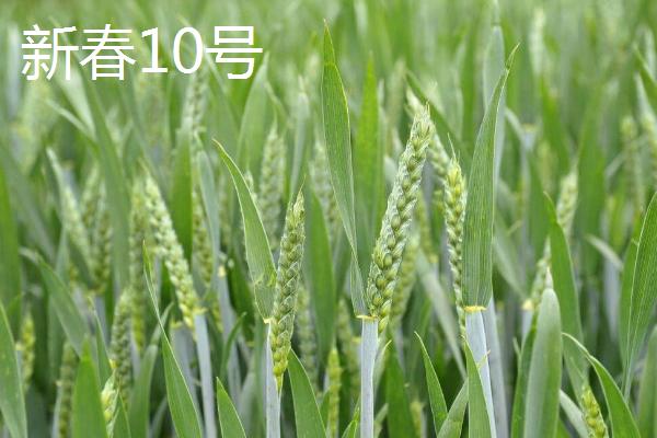 哪个品种的春小麦高产，可以选择新春6号、新春10号