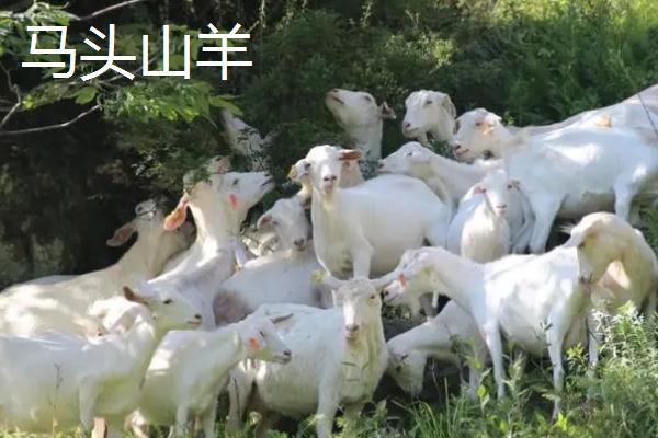 湖北郧西县有哪些特产，郧西野香椿是必选项