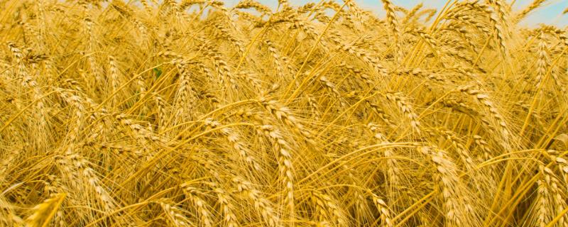 亩产量高达900公斤小麦品种介绍，看看这5个品种