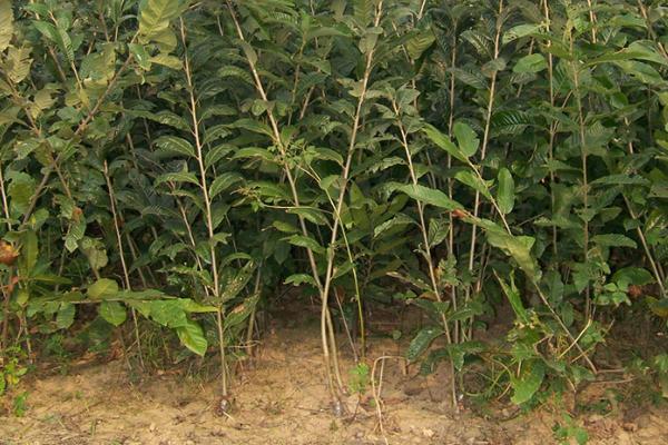 板栗树的种植技术，合理密植可提高产量