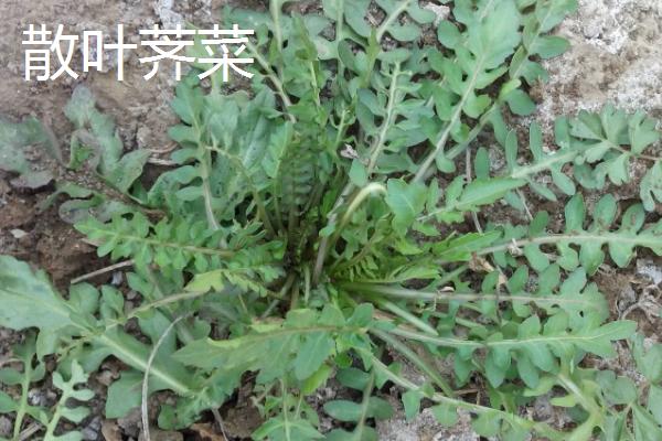 芥菜有哪些品种，常吃的有板叶荠菜和散叶荠菜