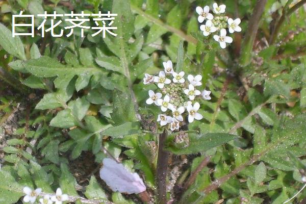 芥菜有哪些品种，常吃的有板叶荠菜和散叶荠菜