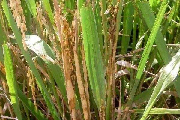 水稻立枯病是什么病，发病率15%左右