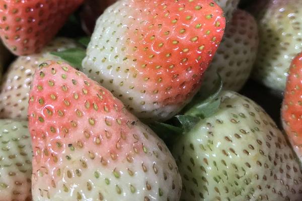 草莓异常果是什么原因，怎么避免