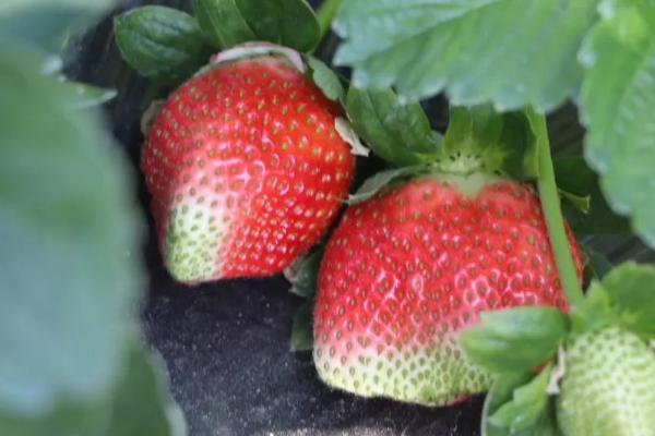 草莓异常果是什么原因，怎么避免
