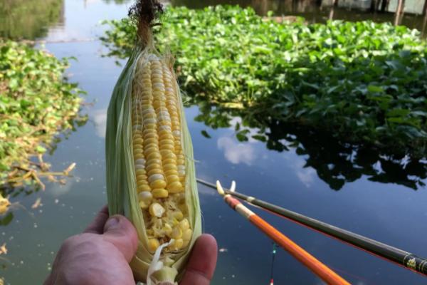 玉米最适合钓什么鱼，钓草鱼和鲤鱼效果最好