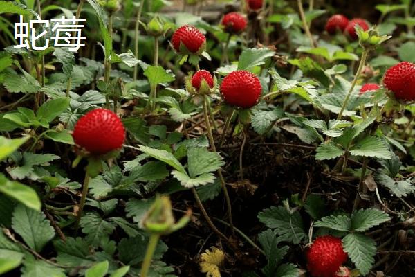 怎么种野草莓，前茬作物不宜为蔷薇科类作物