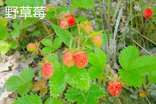 怎么种野草莓，前茬作物不宜为蔷薇科类作物