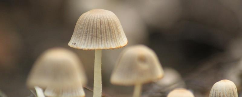 常见的食用蘑菇品种，蘑菇是一种真菌
