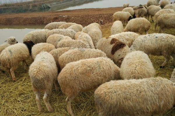 怎么选择养羊的品种，根据市场需求来选择品种