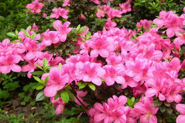 夏鹃的特点，因夏季开花而得名