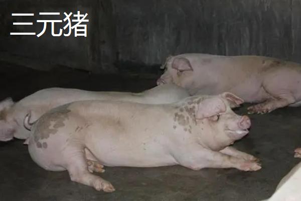 二元母猪能与什么公猪配，杜洛克是很好的选择
