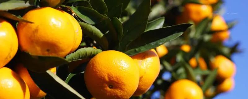 常见的杂交柑橘品种，不要盲目跟风新品种