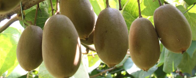 猕猴桃的种类，属于浆果类