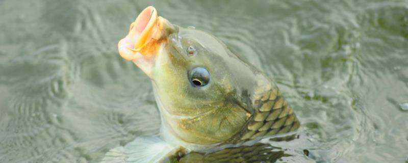 钓鲤鱼的饵料，是最常见的淡水鱼类