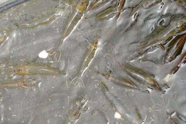 南美白对虾的养殖方法，产量高、价值高、抗病力强